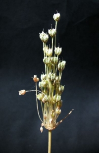 Allium chrysonemum