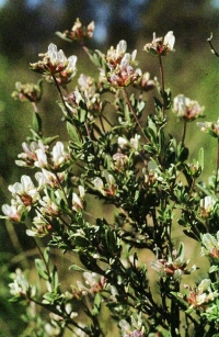 Anthyllis lagascana