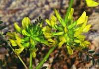Astragalus alopecuroides subsp. grosii