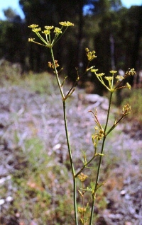 Peucedanum officinale subsp. stenocarpum