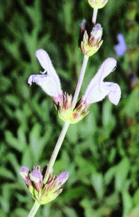 Salvia lavandulifolia